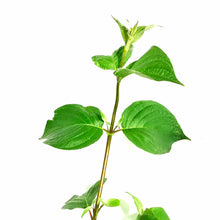 Load image into Gallery viewer, Dogwood, 2 gal, Siberian - Floral Acres Greenhouse & Garden Centre