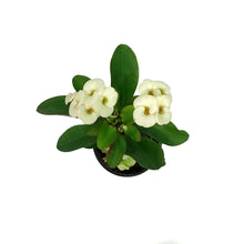 Load image into Gallery viewer, Euphorbia, 4in, Milii Crown of Thorns, Assorted