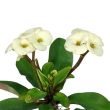 Load image into Gallery viewer, Euphorbia, 4in, Milii Crown of Thorns, Assorted