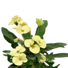 Load image into Gallery viewer, Euphorbia, 4in, Milii Crown of Thorns, Assorted