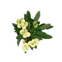 Load image into Gallery viewer, Euphorbia, 4in, Milii Crown of Thorns, Assorted