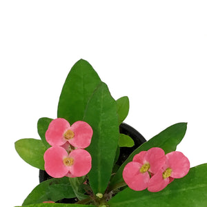 Euphorbia, 4in, Milii Crown of Thorns, Assorted