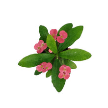 Load image into Gallery viewer, Euphorbia, 4in, Milii Crown of Thorns, Assorted
