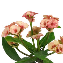 Load image into Gallery viewer, Euphorbia, 4in, Milii Crown of Thorns, Assorted