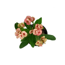 Load image into Gallery viewer, Euphorbia, 4in, Milii Crown of Thorns, Assorted