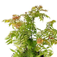 Load image into Gallery viewer, Spirea, 2 gal, Sem False Spirea - Floral Acres Greenhouse & Garden Centre