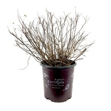 Load image into Gallery viewer, Spirea, 2 gal, Pink Sparkler™ Birchleaf - Floral Acres Greenhouse & Garden Centre
