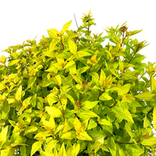 Load image into Gallery viewer, Spirea, 2 gal, Goldmound - Floral Acres Greenhouse & Garden Centre