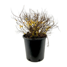 Load image into Gallery viewer, Spirea, 2 gal, Goldmound - Floral Acres Greenhouse & Garden Centre