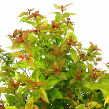 Load image into Gallery viewer, Spirea, 2 gal, Goldflame - Floral Acres Greenhouse & Garden Centre