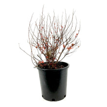 Load image into Gallery viewer, Spirea, 2 gal, Goldflame - Floral Acres Greenhouse & Garden Centre
