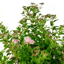 Load image into Gallery viewer, Spirea, 2 gal, Little Princess - Floral Acres Greenhouse & Garden Centre
