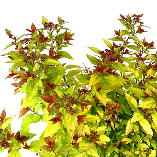Spirea, 2 gal, Rainbow Fizz™ - Floral Acres Greenhouse & Garden Centre