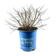 Load image into Gallery viewer, Spirea, 2 gal, Rainbow Fizz™ - Floral Acres Greenhouse & Garden Centre