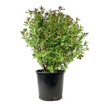 Load image into Gallery viewer, Spirea, 2 gal, Neon Flash - Floral Acres Greenhouse & Garden Centre