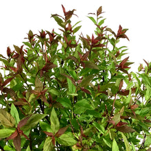 Load image into Gallery viewer, Spirea, 2 gal, Neon Flash - Floral Acres Greenhouse & Garden Centre