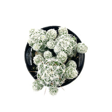 Load image into Gallery viewer, Cactus, 2.5in, Mammillaria gracilis fr. 'Thimble' - Floral Acres Greenhouse & Garden Centre