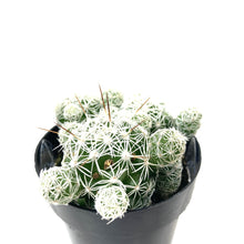 Load image into Gallery viewer, Cactus, 2.5in, Mammillaria gracilis fr. 'Thimble' - Floral Acres Greenhouse & Garden Centre