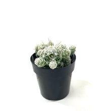 Load image into Gallery viewer, Cactus, 2.5in, Mammillaria gracilis fr. 'Thimble' - Floral Acres Greenhouse & Garden Centre