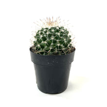 Load image into Gallery viewer, Cactus, 2.5in, Mammillaria &#39;Silver Arrows&#39; - Floral Acres Greenhouse &amp; Garden Centre
