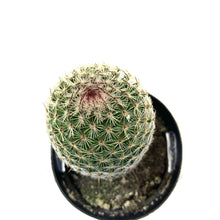 Load image into Gallery viewer, Cactus, 2.5in, Mammillaria matudae 'Thumb Cactus' - Floral Acres Greenhouse & Garden Centre