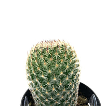 Load image into Gallery viewer, Cactus, 2.5in, Mammillaria matudae 'Thumb Cactus' - Floral Acres Greenhouse & Garden Centre