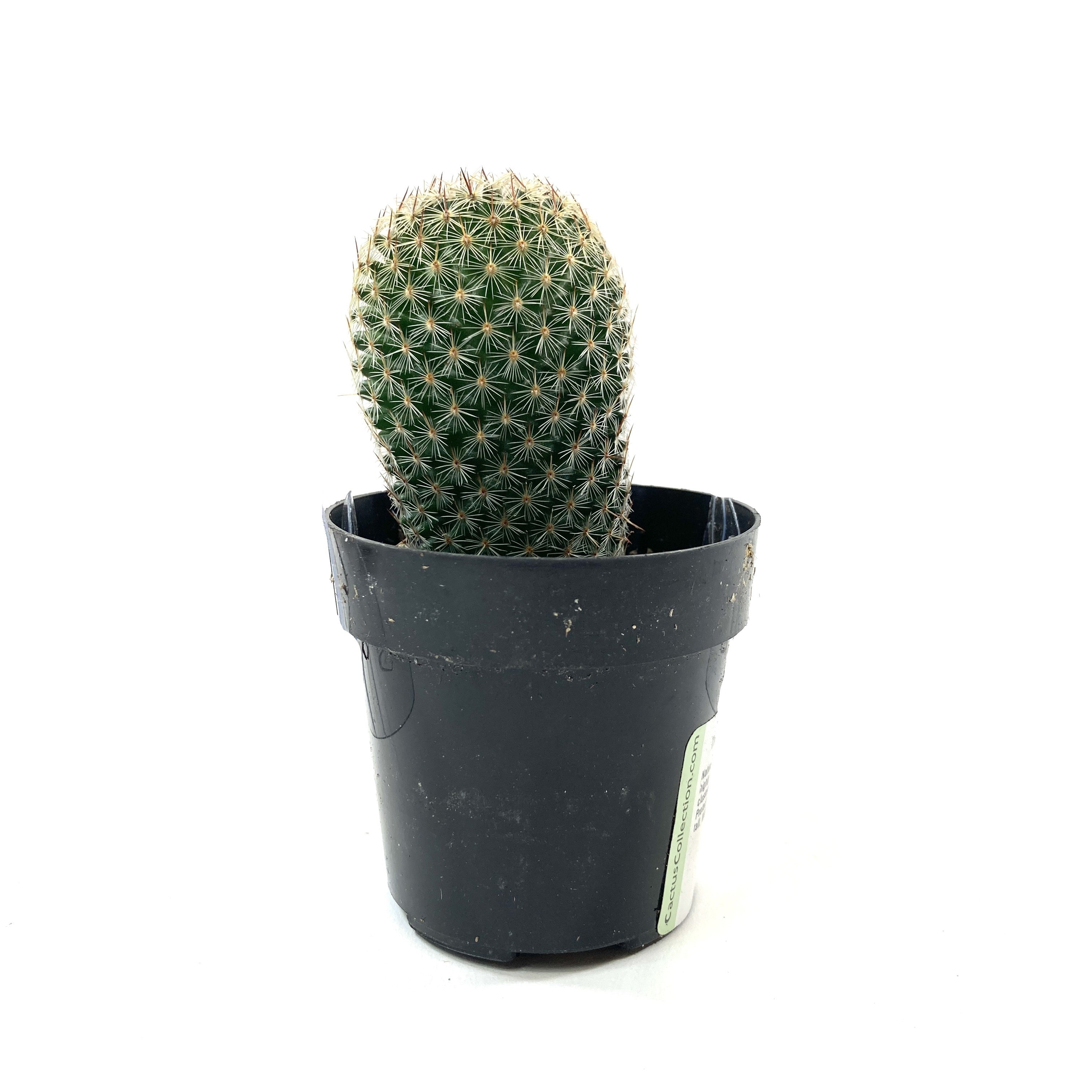 Cactus, 2.5in, Mammillaria matudae 'Thumb Cactus' – Floral Acres Greenhouse  & Garden Centre
