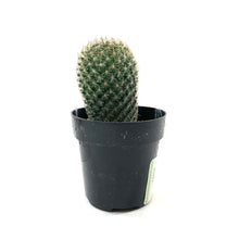 Load image into Gallery viewer, Cactus, 2.5in, Mammillaria matudae 'Thumb Cactus' - Floral Acres Greenhouse & Garden Centre