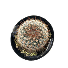 Load image into Gallery viewer, Cactus, 2.5in, Notocactus Schlosseri - Floral Acres Greenhouse & Garden Centre