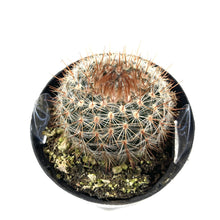 Load image into Gallery viewer, Cactus, 2.5in, Notocactus Schlosseri - Floral Acres Greenhouse & Garden Centre