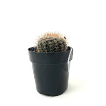 Load image into Gallery viewer, Cactus, 2.5in, Notocactus Schlosseri - Floral Acres Greenhouse & Garden Centre