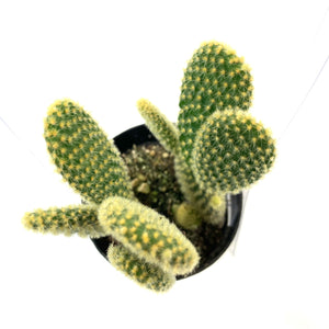 Cactus, 2.5in, Opuntia Microdasys 'Bunny Ears' - Floral Acres Greenhouse & Garden Centre