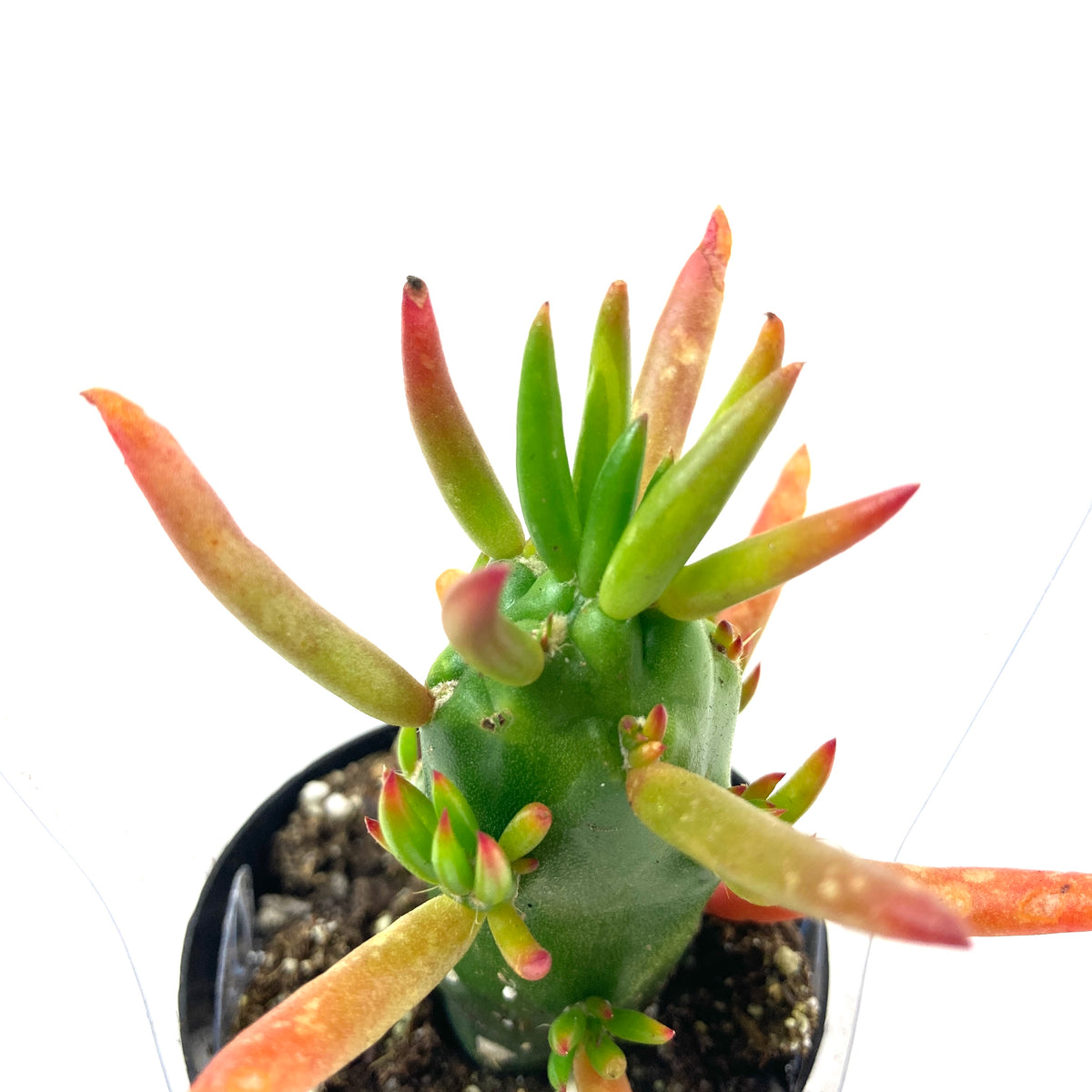 Cactus, 2.5in, A. subulata 'Eve's Needle' - Floral Acres Greenhouse & Garden Centre