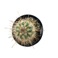Load image into Gallery viewer, Cactus, 2.5in, P. gounellei 'Xique-Xique' - Floral Acres Greenhouse & Garden Centre