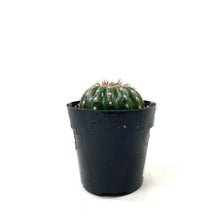 Load image into Gallery viewer, Cactus, 2.5in, Notocactus Ubelmannianus - Floral Acres Greenhouse & Garden Centre