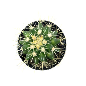 Cactus, 2.5in, E. grusonii 'Golden Barrel' - Floral Acres Greenhouse & Garden Centre