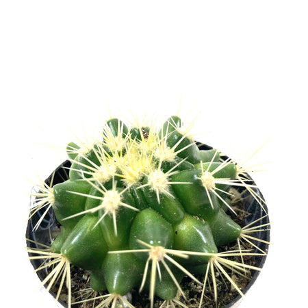 Cactus, 2.5in, E. grusonii 'Golden Barrel' - Floral Acres Greenhouse & Garden Centre