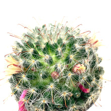 Load image into Gallery viewer, Cactus, 9cm, Mammillaria Bocasana Roseiflora - Floral Acres Greenhouse & Garden Centre