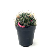 Load image into Gallery viewer, Cactus, 9cm, Mammillaria Bocasana Roseiflora - Floral Acres Greenhouse & Garden Centre