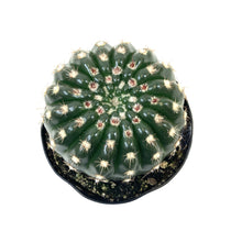 Load image into Gallery viewer, Cactus, 9cm, Notocactus Ubelmannianus - Floral Acres Greenhouse & Garden Centre