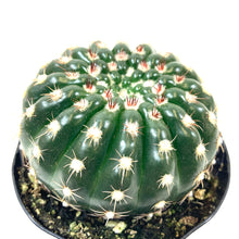 Load image into Gallery viewer, Cactus, 9cm, Notocactus Ubelmannianus - Floral Acres Greenhouse & Garden Centre