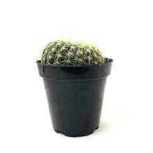 Load image into Gallery viewer, Cactus, 9cm, Notocactus scopa 'Silver Ball' - Floral Acres Greenhouse & Garden Centre