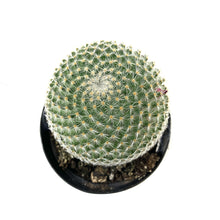 Load image into Gallery viewer, Cactus, 9cm, Mammillaria Elegans - Floral Acres Greenhouse & Garden Centre