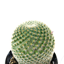 Load image into Gallery viewer, Cactus, 9cm, Mammillaria Elegans - Floral Acres Greenhouse & Garden Centre