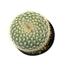 Load image into Gallery viewer, Cactus, 9cm, Mammillaria Rhodantha - Floral Acres Greenhouse & Garden Centre