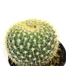 Load image into Gallery viewer, Cactus, 9cm, Mammillaria Rhodantha - Floral Acres Greenhouse & Garden Centre