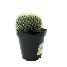 Load image into Gallery viewer, Cactus, 9cm, Mammillaria Rhodantha - Floral Acres Greenhouse & Garden Centre