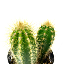 Load image into Gallery viewer, Cactus, 9cm, P. azureus 'Blue Candle' - Floral Acres Greenhouse & Garden Centre