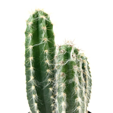 Load image into Gallery viewer, Cactus, 9cm, Pilosocereus Pachycladus - Floral Acres Greenhouse & Garden Centre