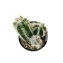 Load image into Gallery viewer, Cactus, 9cm, Pilosocereus Pachycladus - Floral Acres Greenhouse & Garden Centre